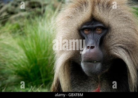 Gros plan d'une gelada, primate endémique de la région des montagnes du Simien en Ethiopie Banque D'Images