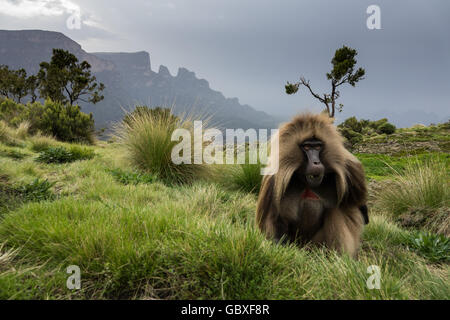 Gélada mange une herbe dans le Parc National des Montagnes Semien, Ethiopie Banque D'Images