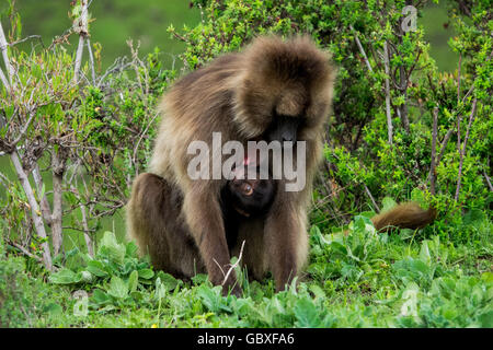 Un bébé gelada (une espèce de singe de l'ancien monde) s'accroche à sa mère dans les montagnes du Simien, en Éthiopie Banque D'Images