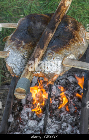 Ponassing un poisson (saumon) comme une métaphore visuelle pour la survie de l'alimentation et la cuisine en plein air. Banque D'Images