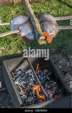 Ponassing un poisson (saumon) comme une métaphore visuelle pour la survie de l'alimentation et la cuisine en plein air. Banque D'Images