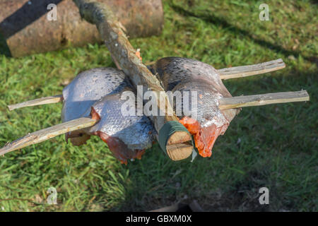 Ponassing un poisson (saumon) comme une métaphore visuelle pour la survie de l'alimentation et la cuisine en plein air. Banque D'Images