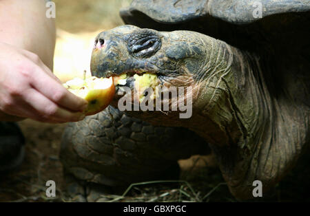 Dirk, une tortue âgée de 70 ans de l'exposition Giants of the Galapagos au zoo de Londres. Il sera rejoint par les femelles Dolly, 16 ans, et Dolores, 14 ans, comme les premiers habitants de la nouvelle enceinte. Banque D'Images