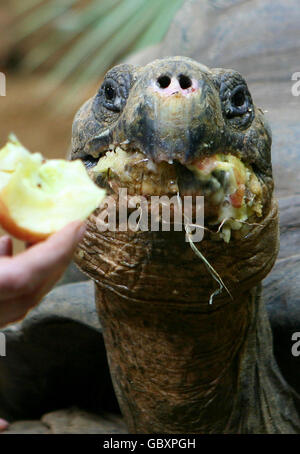 Dirk, une tortue âgée de 70 ans de l'exposition Giants of the Galapagos au zoo de Londres. Il sera rejoint par les femelles Dolly, 16 ans, et Dolores, 14 ans, comme les premiers habitants de la nouvelle enceinte. Banque D'Images