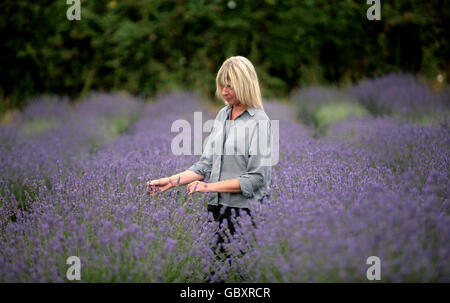 Anna Smith, une titulaire d'allotissement des allotissements du chemin Stanley, Carshalton Beeches, traverse Lavender en pleine floraison sur le site. Banque D'Images