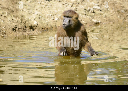 Babouin de Guinée (Papio papio) marcher dans l'eau Banque D'Images