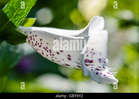 Le profil Voir les gros plan des fleurs blanches tachetées de Banque D'Images