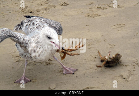 Mouette de bébé Banque D'Images