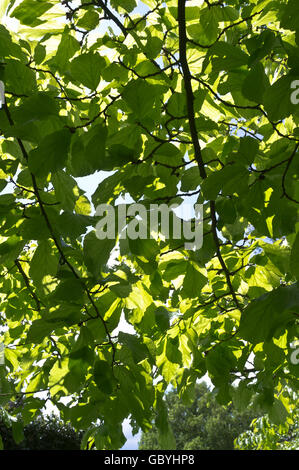 Dh Tilia cordata Tilleul UK chêne Feuilles feuille des branches fermer Banque D'Images