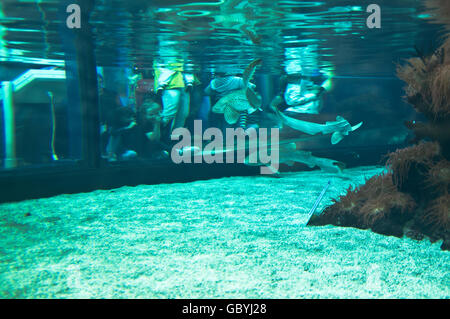 Dh l'aquarium des requins regarder les enfants YORKSHIRE HULL dans la région de glass fish tank shark Banque D'Images