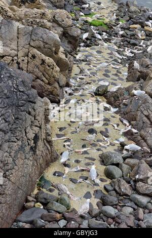 Les mouettes se nourrissent de poissons morts scraps Coverack Cornwall England UK Banque D'Images