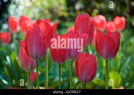 Impression Rouge tulipes en fleur Banque D'Images