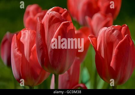 Impression Rouge tulipes en fleur Banque D'Images