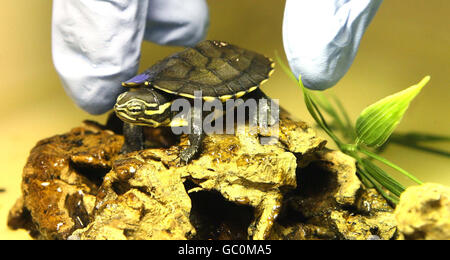 Une petite tortue de la feuille d'Annam, rare, a éclos au zoo de Chester. La race de l'Asie du Sud-est est dangereusement proche de l'extinction, et c'est aussi la première fois que l'espèce est élevée au Royaume-Uni. Banque D'Images