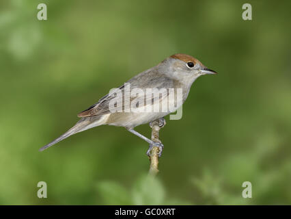 Blackcap - Sylvia atricapilla - femelle Banque D'Images