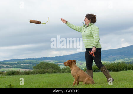 Gundog retriever formation avec une dumy Banque D'Images