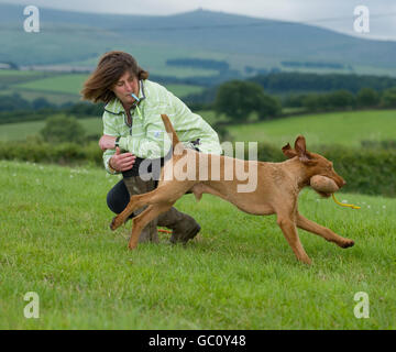 Formation gundog Banque D'Images