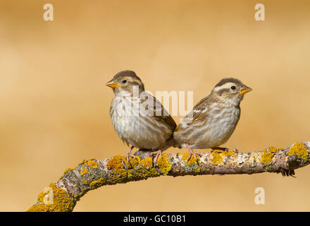 Petronia petronia Rock Sparrow - Banque D'Images