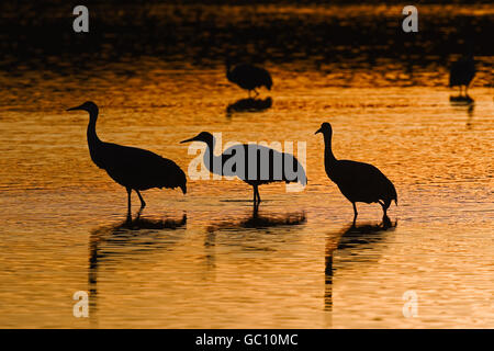 Grue du Canada - Grus canadensis Banque D'Images