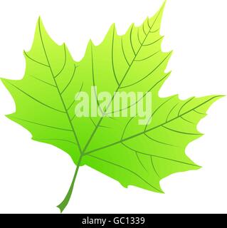 Platane, Platanus acerifolia(), le vecteur, la feuille de platane isolé, Illustration de Vecteur