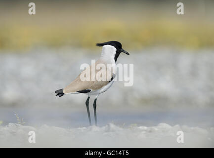 River sociable - Vanellus duvaucelii Banque D'Images