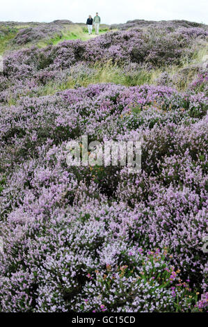 Heather sur le North Yorkshire Moors Banque D'Images