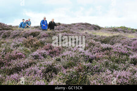 Les marcheurs passent par la bruyère pourpre en fleur sur le domaine de Levisham sur les landes du North Yorkshire. Banque D'Images