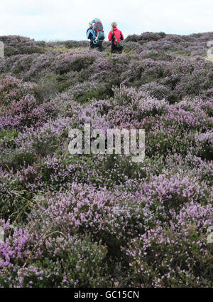 Heather sur le North Yorkshire Moors Banque D'Images