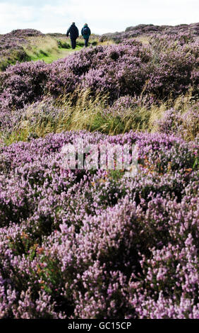 Les marcheurs passent par la bruyère pourpre en fleur sur le domaine de Levisham sur les landes du North Yorkshire. Banque D'Images