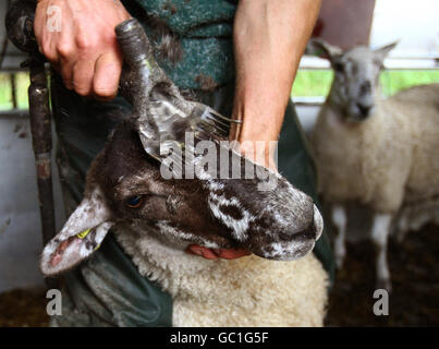 Le couturier de moutons Martin McEwan de Grangemouth habille un gimmer Scotch Mule (agneaux des dernières années) au quartier près de Denny, Falkirk, en Écosse, en préparation pour la prochaine vente à Caledonian Marts à Stirling vendredi. Banque D'Images