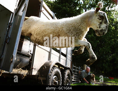 Mouton habillé pour la vente du marché Banque D'Images