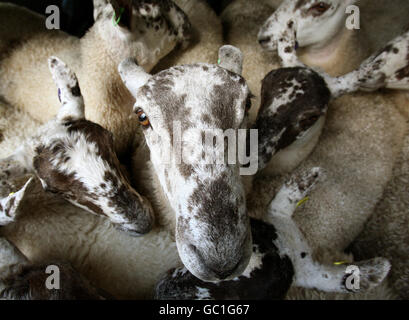 Mouton habillé pour la vente du marché Banque D'Images