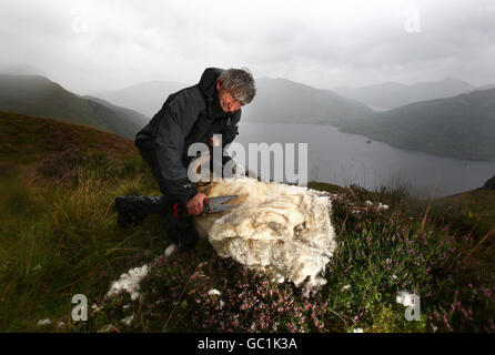 La tonte des moutons de montagne Banque D'Images