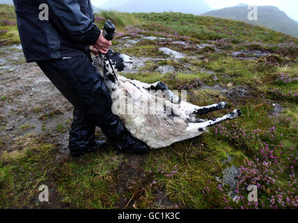 Shepherd Neil Campbell, haut dans les montagnes au-dessus de Loch Lomond, au travail en cisaillant une ruckie Scottish Black face Sheep à Cailness, en Écosse centrale. Une ruckie est une brebis qui a été manquée à la coupure. Banque D'Images