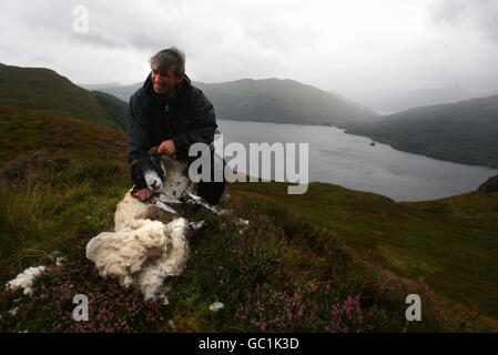 Shepherd Neil Campbell, haut dans les montagnes au-dessus de Loch Lomond, au travail en cisaillant une ruckie Scottish Black face Sheep à Cailness, en Écosse centrale. Une ruckie est une brebis qui a été manquée à la coupure. Banque D'Images