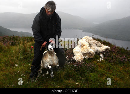 Shepherd Neil Campbell, haut dans les montagnes au-dessus de Loch Lomond, au travail en cisaillant une ruckie Scottish Black face Sheep à Cailness, en Écosse centrale. Une ruckie est une brebis qui a été manquée à la coupure. Banque D'Images