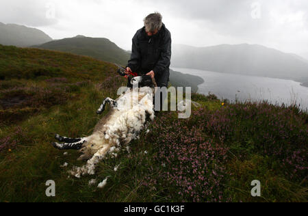 Shepherd Neil Campbell, haut dans les montagnes au-dessus de Loch Lomond, au travail en cisaillant une ruckie Scottish Black face Sheep à Cailness, en Écosse centrale. Une ruckie est une brebis qui a été manquée à la coupure. Banque D'Images