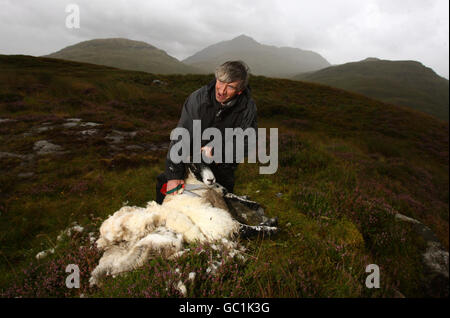 La tonte des moutons de montagne Banque D'Images