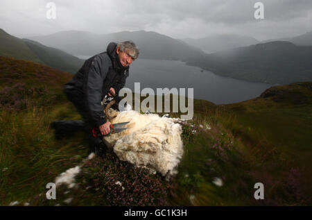 Shepherd Neil Campbell, haut dans les montagnes au-dessus de Loch Lomond, au travail en cisaillant une ruckie Scottish Black face Sheep à Cailness, en Écosse centrale. Une ruckie est une brebis qui a été manquée à la coupure. Banque D'Images