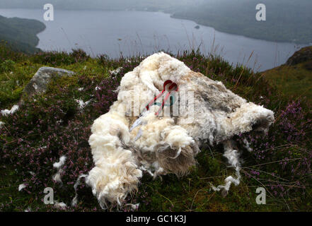 La tonte des moutons de montagne Banque D'Images