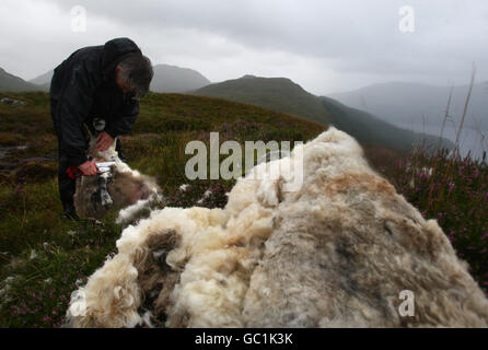 Shepherd Neil Campbell, haut dans les montagnes au-dessus de Loch Lomond, au travail en cisaillant une ruckie Scottish Black face Sheep à Cailness, en Écosse centrale. Une ruckie est une brebis qui a été manquée à la coupure. Banque D'Images