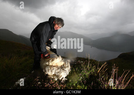 La tonte des moutons de montagne Banque D'Images