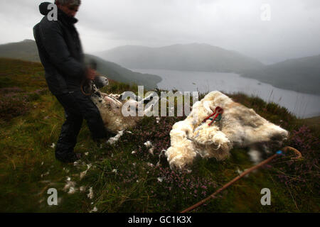 Shepherd Neil Campbell, haut dans les montagnes au-dessus de Loch Lomond, au travail en cisaillant une ruckie Scottish Black face Sheep à Cailness, en Écosse centrale. Une ruckie est une brebis qui a été manquée à la coupure. Banque D'Images