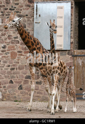 La nouvelle girafe (à nommer) née au zoo de Chester quitte l'enceinte pour la première fois avec ses parents Thorn et Kelly. Banque D'Images