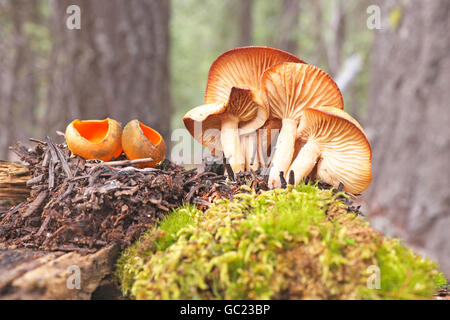 Calosypha fulgens, ressort de la peau d'orange, à gauche, et Marasmius oreades, ou anneau de fée des champignons, dans une forêt d'épinettes pins dans le nord-ouest du Pacifique. Banque D'Images