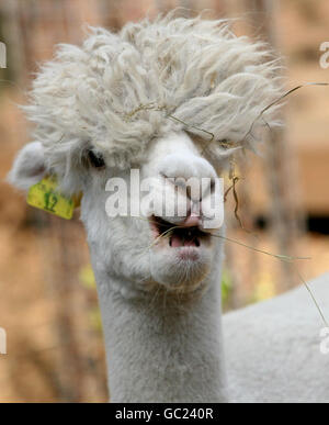 Ben l'Alpaca, un cousin du Llama, apprécie son petit-déjeuner à la ferme Vauxhall City à Londres. Banque D'Images