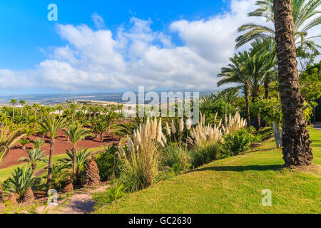 Une vue sur un paysage tropical avec des palmiers sur Tenerife, Canaries, Espagne Banque D'Images