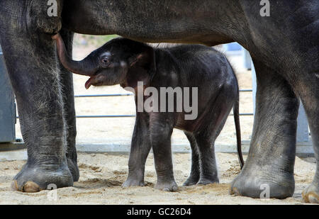 Né à l'éléphant du zoo de Twycross Banque D'Images