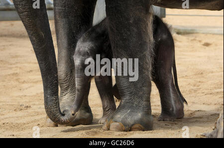 Né à l'éléphant du zoo de Twycross Banque D'Images