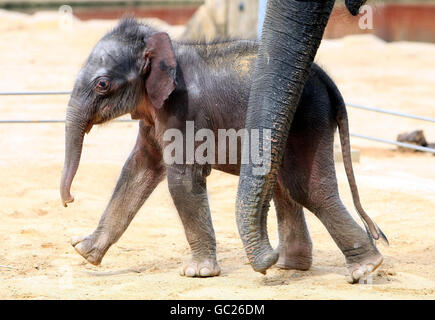 Né à l'éléphant du zoo de Twycross Banque D'Images